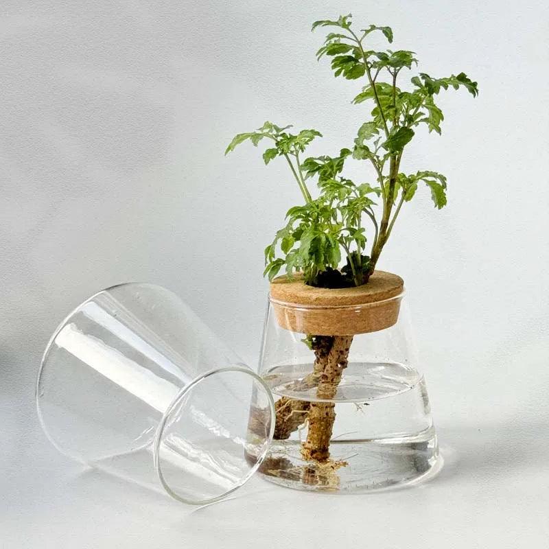 Without Soil Glass Vase
Stylish Hydroponic Glass Vase
Small Space
Room Decor Hydroponic Glass Jar
Modern
Minimalist
Hydroponics
Hydroponic Vase
Home Decor Hydroponic Planter
Grow Plants
Greenery
Glass
Easy Care
Dorm
Apartment