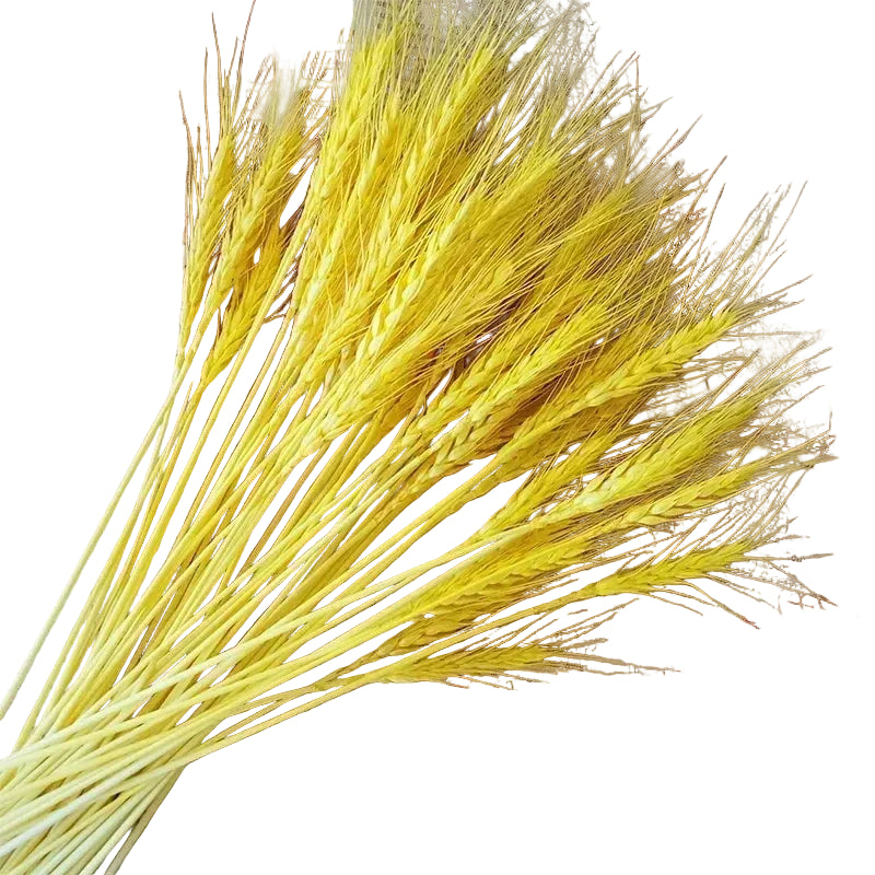 Natural dried flowers
Rabbit tail grass UK
Dried wheat stalks decor
Boho wedding flowers
Rustic home accessories
Everlasting botanical display
Lagurus grass stems
Christmas floral decorations
Dried gem grass