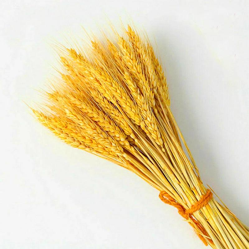 Winter Decor Sustainable
Versatile
Soft
Natural Home Decor
Natural Beauty
Hustic
Home Decor Cozy
Floral Arrangements Elegant
Fall Decor
Eco-Friendly
Dried Wheat Grass
DIY Projects
Boho Natural Texture