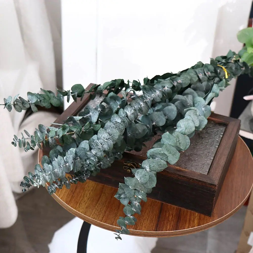 dried eucalyptus bunch in Deep Forest — round silver dollar leaves in deep forest green with natural silver undertones, dried botanical stems