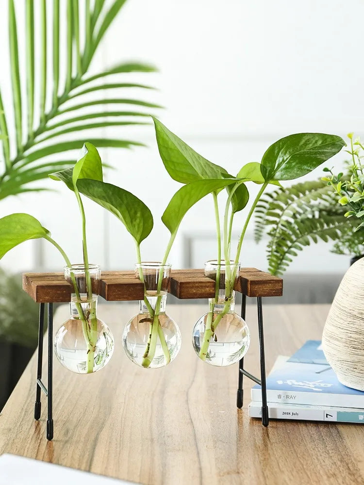 vedant balance
terrarium
tabletop planter
Small Spaces Glass Terrarium Real Plants Nature Low Maintenance Hydroponic Plant Display Indoor Garden Hydroponic Living Wall Hydroponic Plants Home Decor Hydroponic Glass Vase Glass Vase
plant vase
office decor
hydroponic planter
bonsai vase