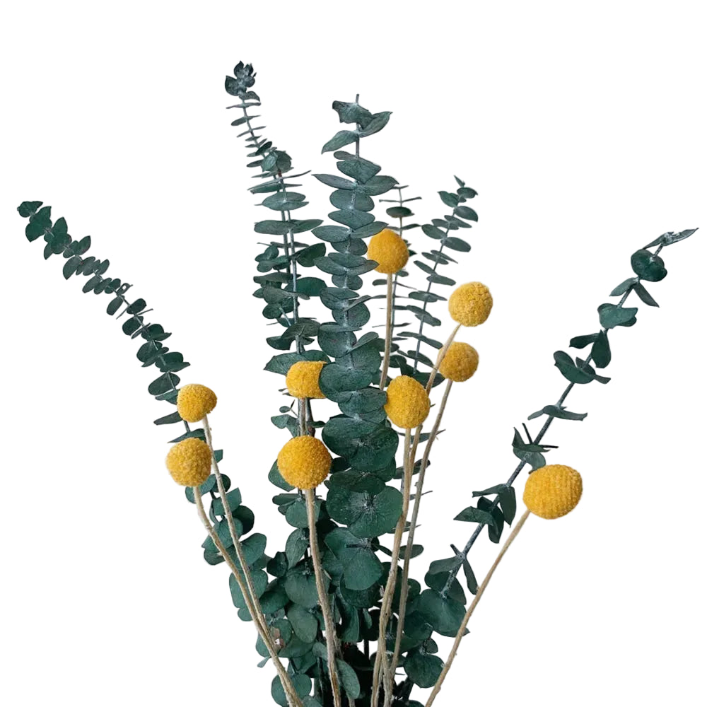 "Morning Gather" dried gypsophila and eucalyptus bouquet in Amber Grove — warm amber craspedia, eucalyptus and gypsophila stems, loose natural dried botanical arrangement