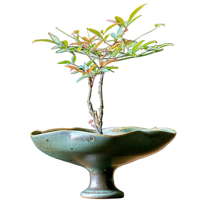  "Moss Stone hand-glazed ceramic lotus bowl with organic scalloped rim, wabi-sabi finish"