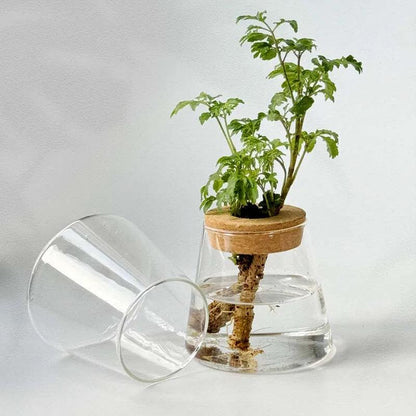 Without Soil Glass Vase

Stylish Hydroponic Glass Vase

Small Space

Room Decor Hydroponic Glass Jar

Modern

Minimalist

Hydroponics

Hydroponic Vase

Home Decor Hydroponic Planter

Grow Plants

Greenery

Glass

Easy Care

Dorm

Apartment