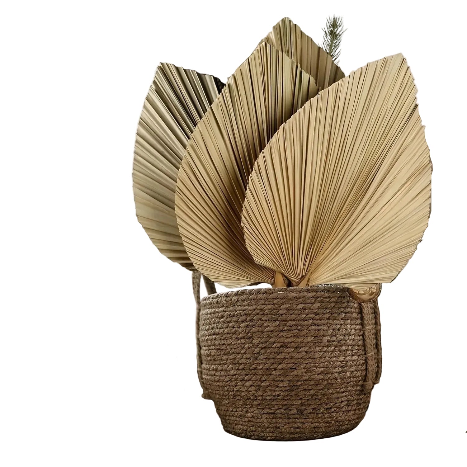  "Fan Palm" dried palm spear leaf bundle in Natural Tan — fan-shaped golden palm leaves, architectural dried botanical bundle, natural texture