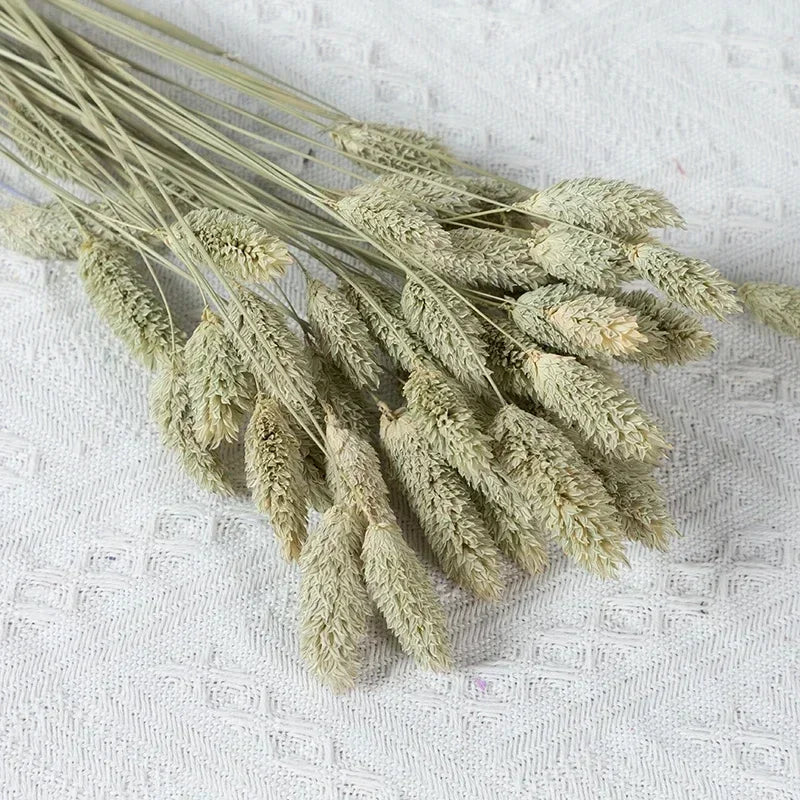 Natural dried flowers

Rabbit tail grass UK

Dried wheat stalks decor

Boho wedding flowers

Rustic home accessories

Everlasting botanical display

Lagurus grass stems

Christmas floral decorations

Dried gem grass