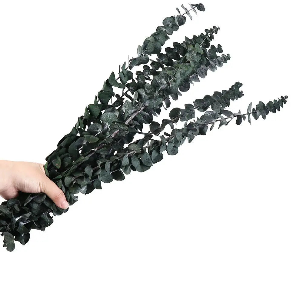  dried eucalyptus bunch in Deep Forest — round silver dollar leaves in deep forest green with natural silver undertones, dried botanical stems