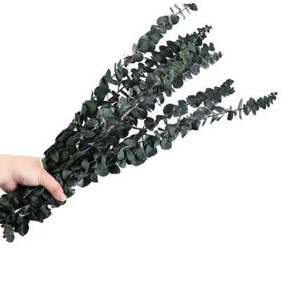  dried eucalyptus bunch in Deep Forest — round silver dollar leaves in deep forest green with natural silver undertones, dried botanical stems