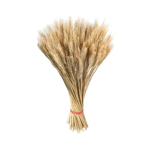  "Harvest Stem" dried wheat bundle — golden wheat stems tied in a generous bunch, white background