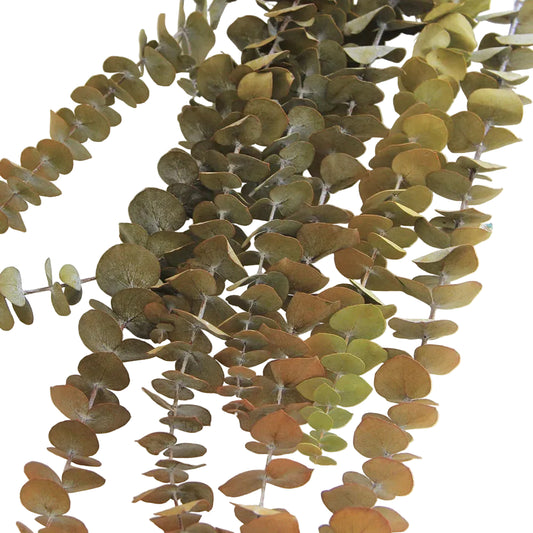 "Colour Bloom" preserved eucalyptus branch in Yellow Green — soft yellow-green preserved eucalyptus stems, natural flexible botanical decoration