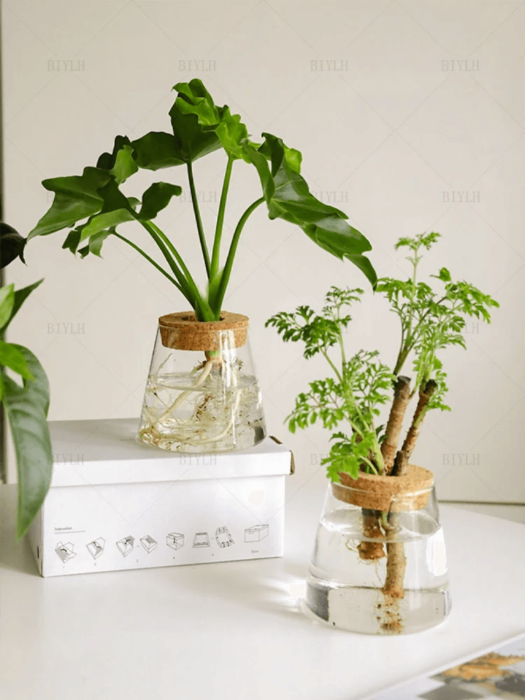 Without Soil Glass Vase

Stylish Hydroponic Glass Vase

Small Space

Room Decor Hydroponic Glass Jar

Modern

Minimalist

Hydroponics

Hydroponic Vase

Home Decor Hydroponic Planter

Grow Plants

Greenery

Glass

Easy Care

Dorm

Apartment