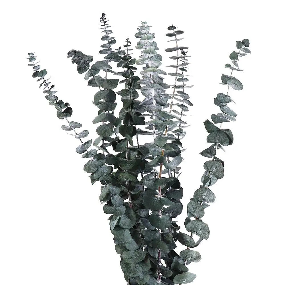 "Silver Dollar" Dried Eucalyptus Bunch