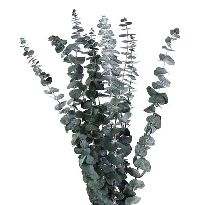 "Silver Dollar" Dried Eucalyptus Bunch