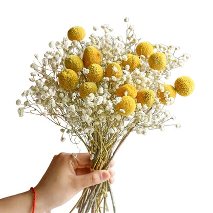 "Morning Gather" dried gypsophila and eucalyptus bouquet in Golden Mist — soft golden craspedia, white gypsophila and eucalyptus stems, loose natural dried botanical arrangement