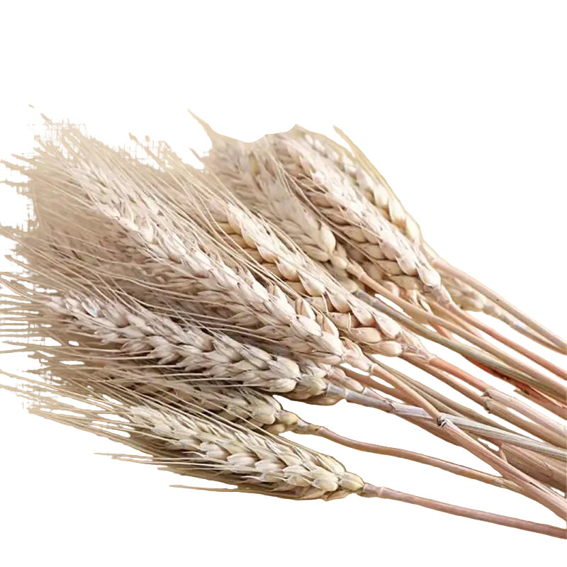  "Harvest Stem" dried wheat bundle spread flat on the floor — individual golden wheat stems showing natural texture and length