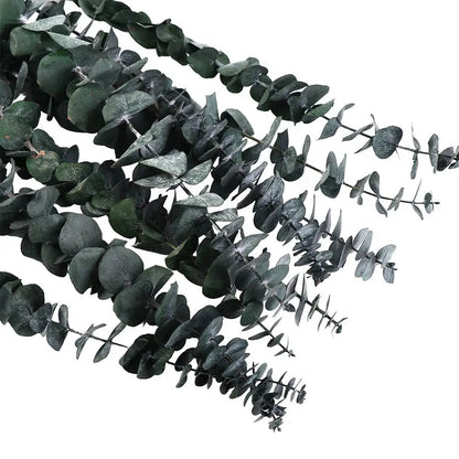  dried eucalyptus bunch in Deep Forest — round silver dollar leaves in deep forest green with natural silver undertones, dried botanical stems