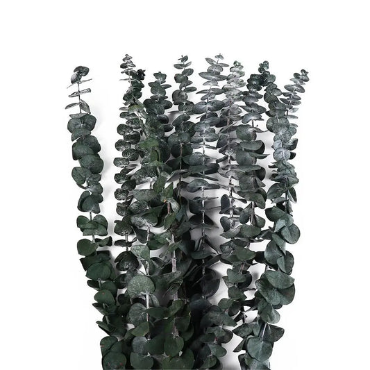  dried eucalyptus bunch in Deep Forest — round silver dollar leaves in deep forest green with natural silver undertones, dried botanical stems
