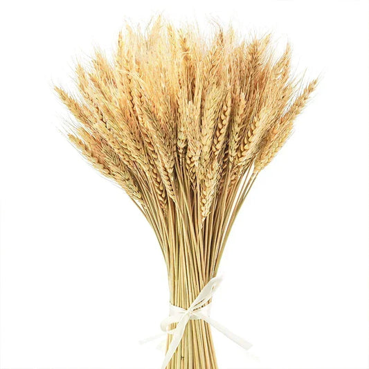 Natural dried flowers

Rabbit tail grass UK

Dried wheat stalks decor

Boho wedding flowers

Rustic home accessories

Everlasting botanical display

Lagurus grass stems

Christmas floral decorations

Dried gem grass