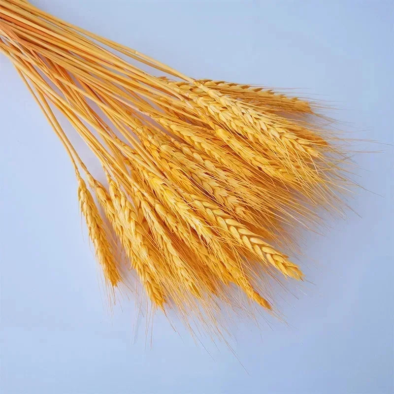 Natural dried flowers

Rabbit tail grass UK

Dried wheat stalks decor

Boho wedding flowers

Rustic home accessories

Everlasting botanical display

Lagurus grass stems

Christmas floral decorations

Dried gem grass