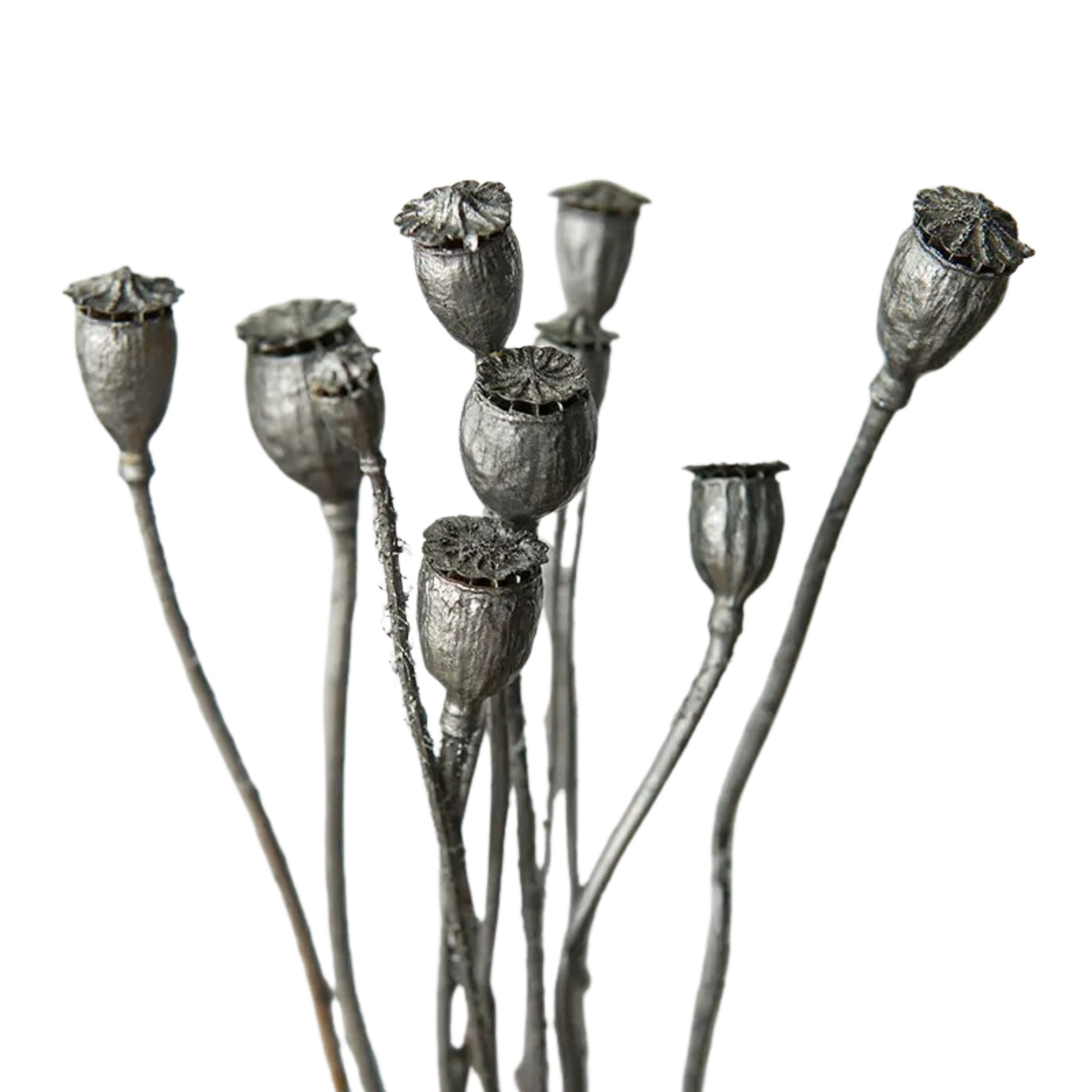 "Gilded Poppy" Silver — close-up of dried corn poppy seed heads with metallic silver finish, on a white background