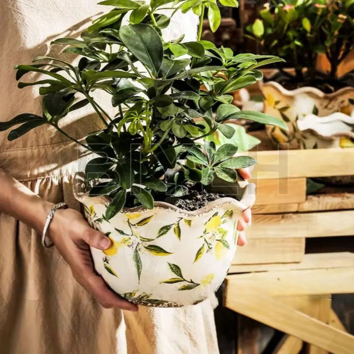 "Lemon Grove" ceramic plant pot held in hands, Medium size with lush green plant, white crackle glaze with yellow lemon and green leaf print, wavy scalloped rim, garden setting with wooden shelves in background