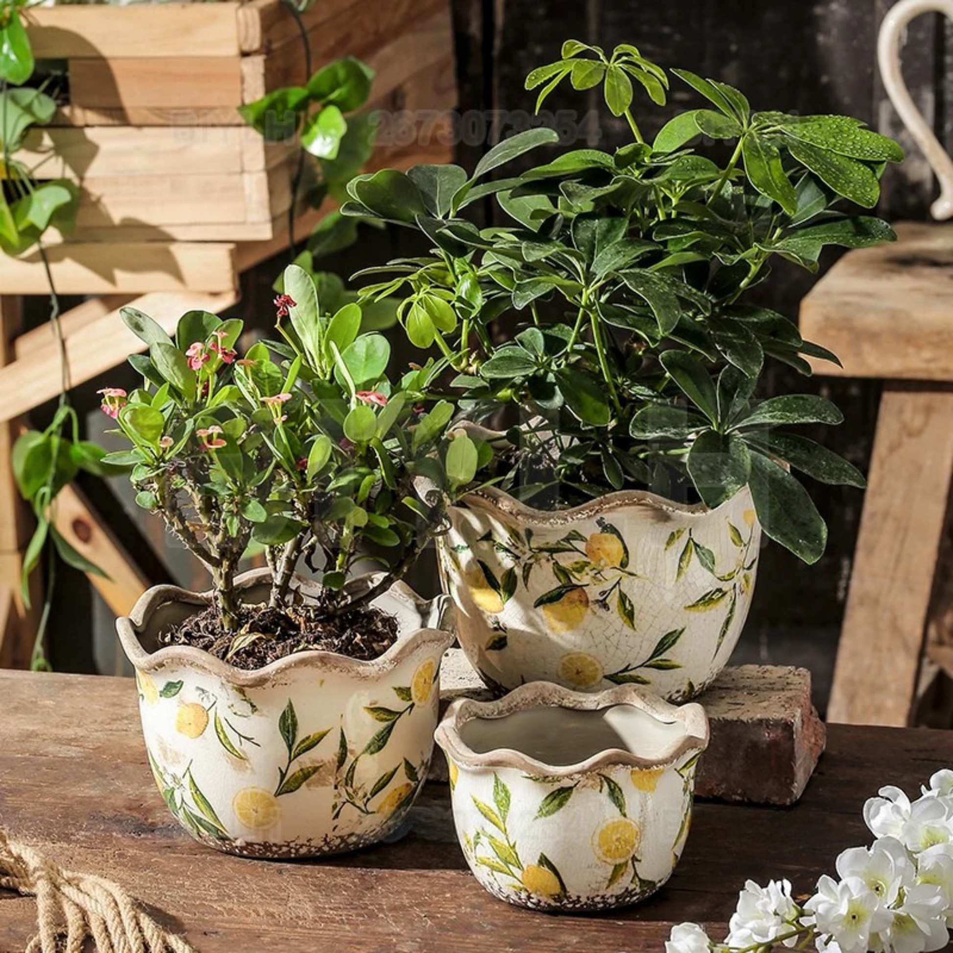 "Lemon Grove" hand-painted ceramic plant pots in Small and Medium sizes, styled with lush green plants on a rustic wooden table, white crackle glaze with yellow lemon print and wavy scalloped rim