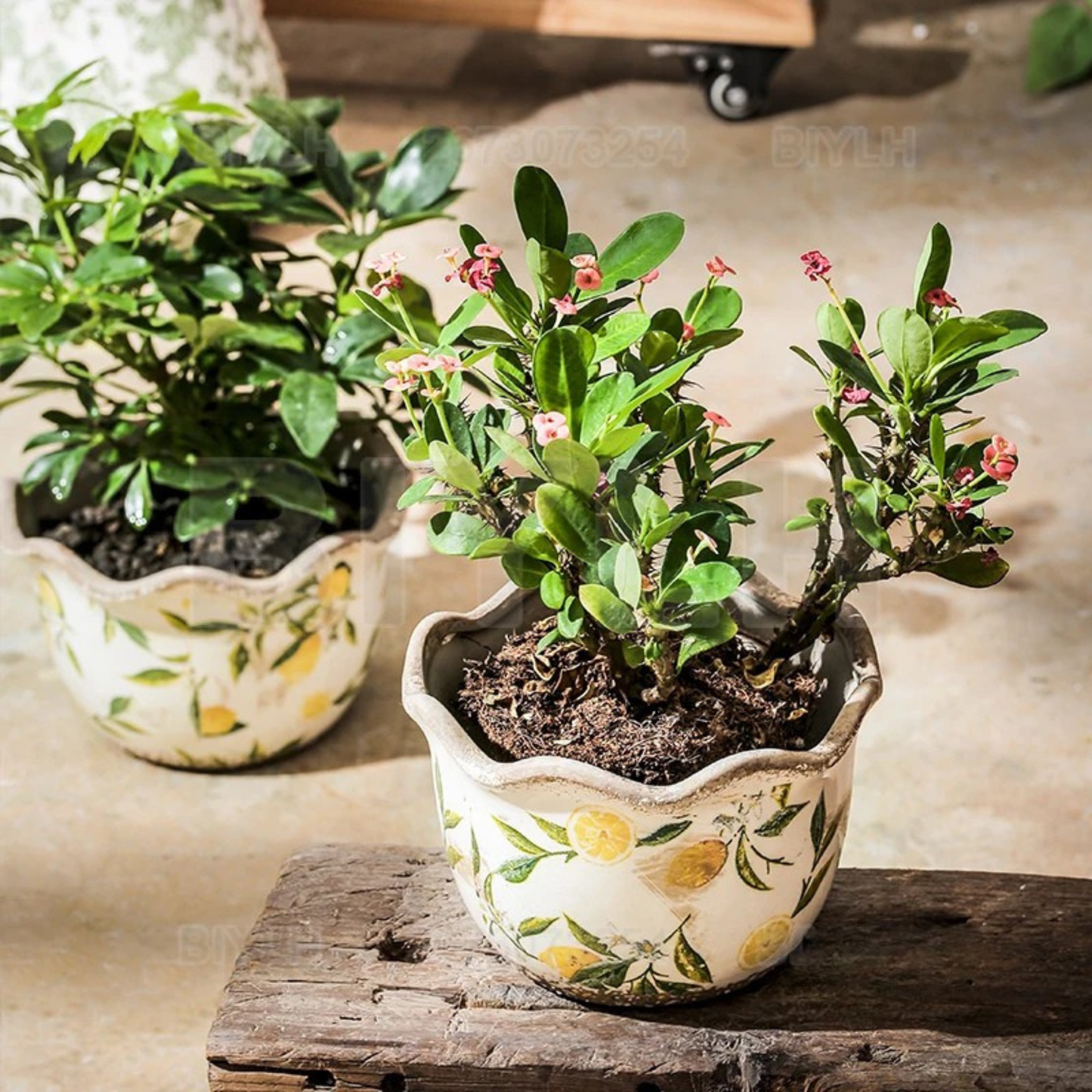 "Lemon Grove" hand-painted ceramic plant pot with flowering plant, white crackle glaze with yellow lemon and green leaf print, wavy scalloped rim, styled on a rustic wooden block