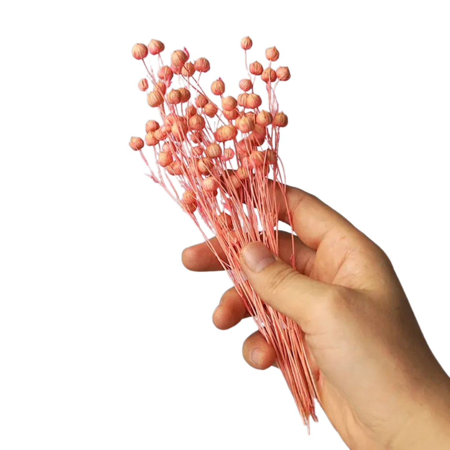 Dried flax stem bunch in blush pink, held against a clean white background — CL House