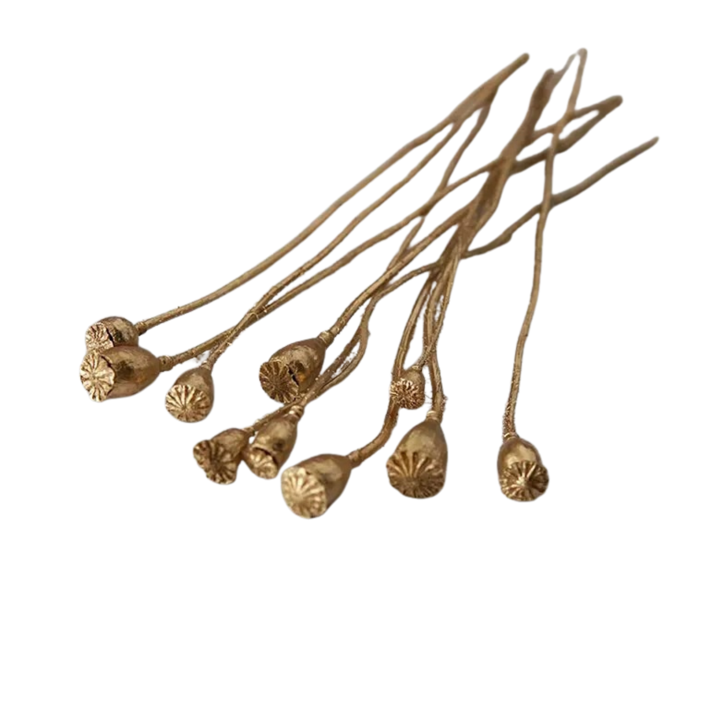"Gilded Poppy" Gold — dried corn poppy stems with metallic gold finish, laid flat on a white background