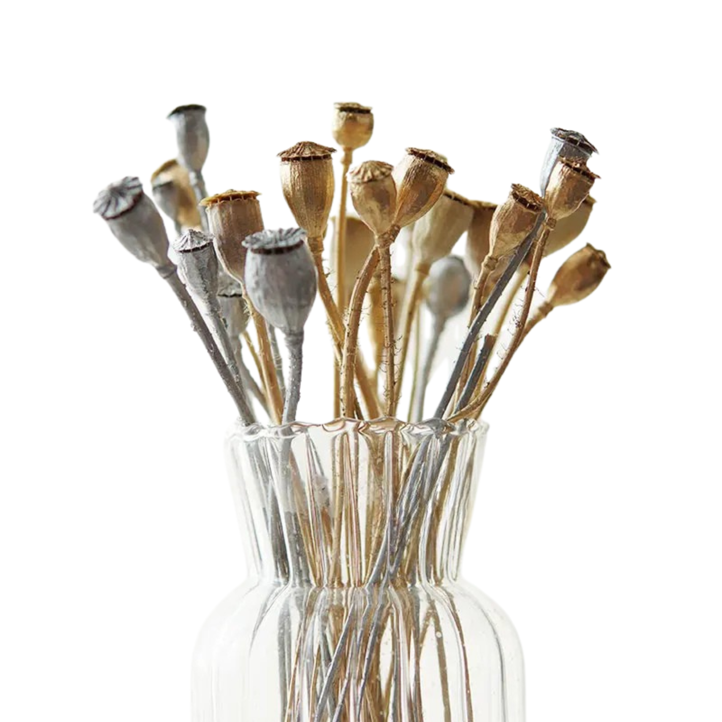 "Gilded Poppy" dried corn poppy stems in natural and silver tones, arranged in a clear ribbed glass vase on a white background