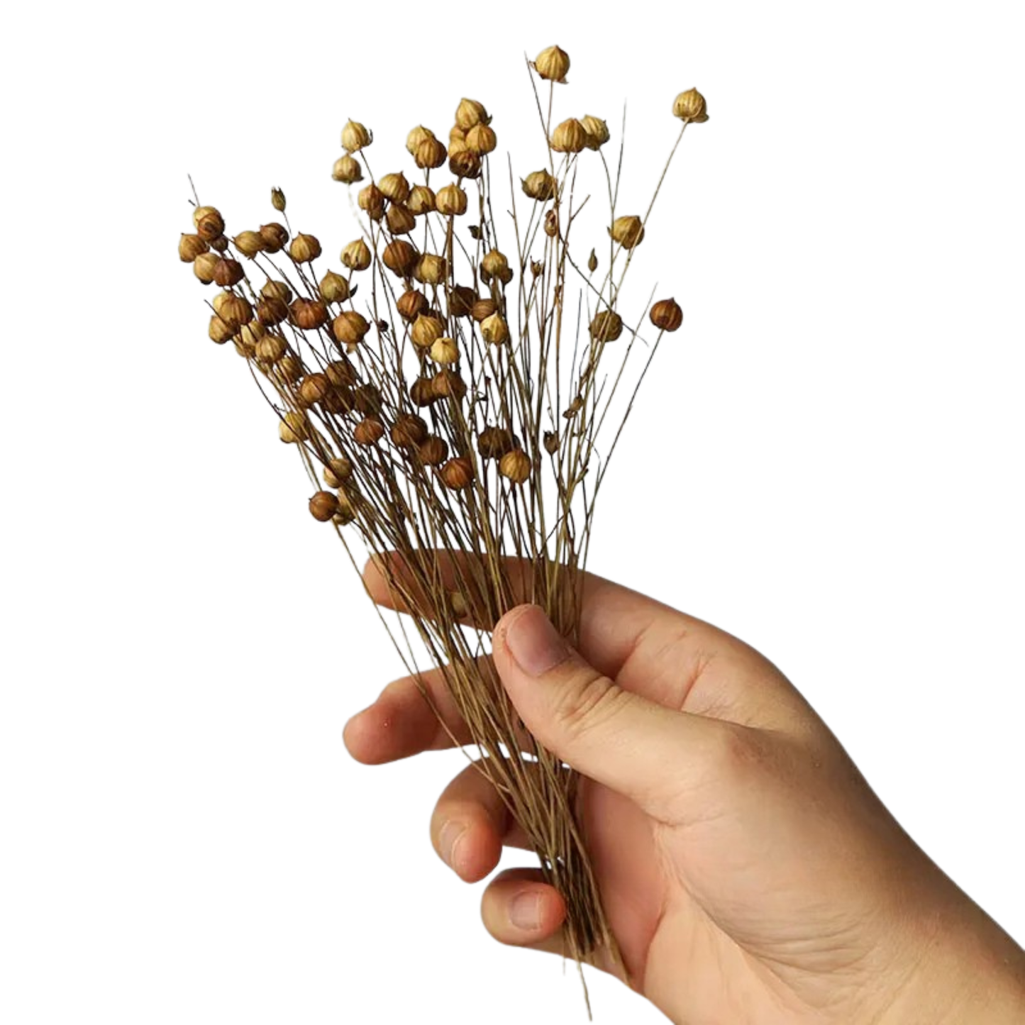 Dried flax stem bunch in natural golden tones, held against a clean white background — CL House