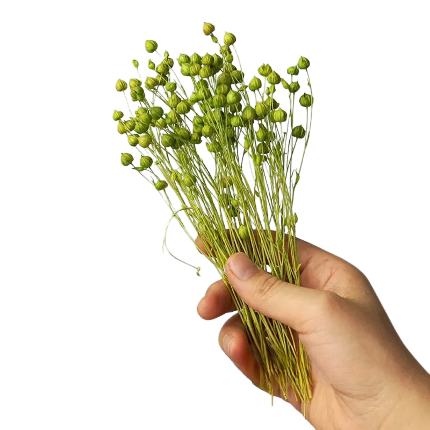  Dried flax stem bunch in soft sage green, held against a clean white background — CL House
