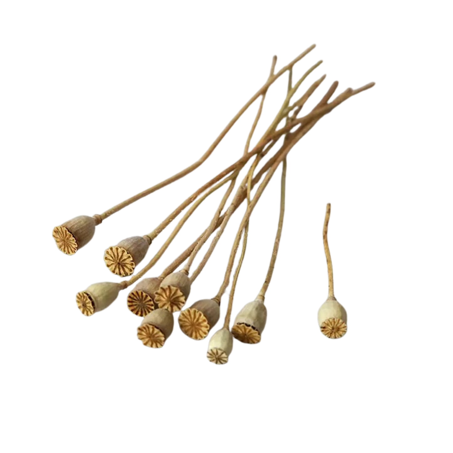 "Gilded Poppy" Natural — dried corn poppy seed heads in raw beige tone, laid flat on a white background